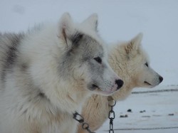 Was sich wohl diese beiden Gefährten nur denken - Oh Gott, nächstes Jahr wieder soviel Trubel :-) Was sich wohl diese beiden Gefährten nur denken - Oh Gott, nächstes Jahr wieder soviel Trubel :-)