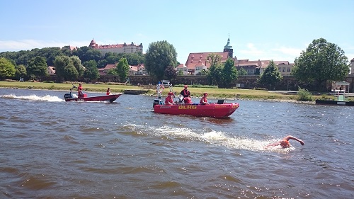 Elbschwimmer in Aktion